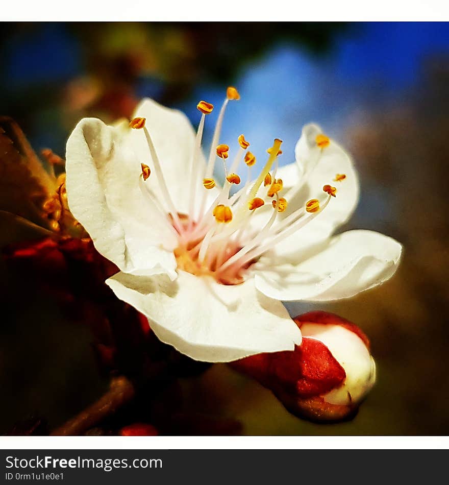 Isolated apricot flower and bud on a tree in the morning with blurred background in early morning. Isolated apricot flower and bud on a tree in the morning with blurred background in early morning.