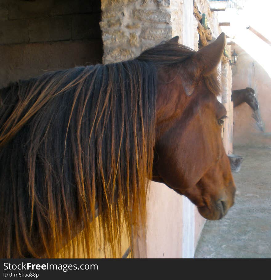 Pronounced &#x22;Im-soh-han&#x22;. A beautiful &#x28;and freaking fast&#x29; horse I rode while in Morocco. Pronounced &#x22;Im-soh-han&#x22;. A beautiful &#x28;and freaking fast&#x29; horse I rode while in Morocco.