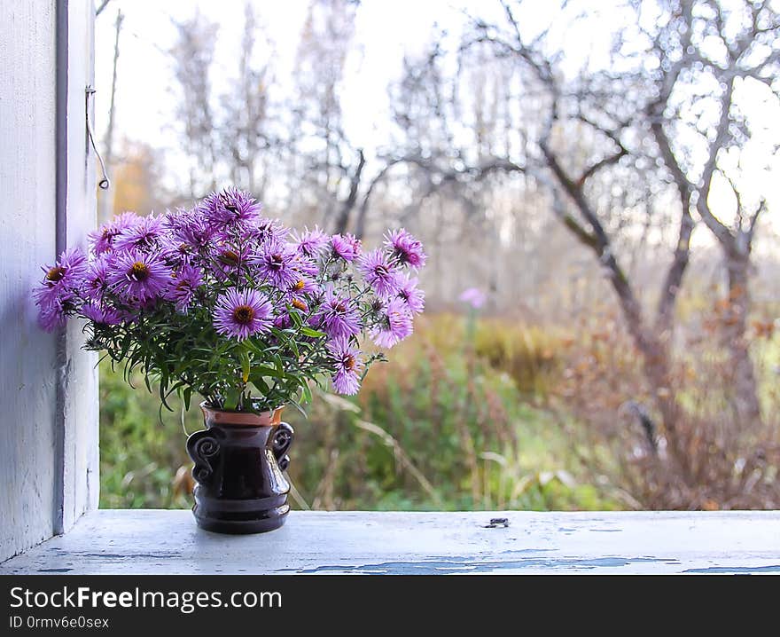 Aster bessarabicus decorative ornamental plant. Bouquet of autumn flowers. Beautiful purple asters in ceramic vase on the wooden window sill of the old rural house with bare garden apple trees on background