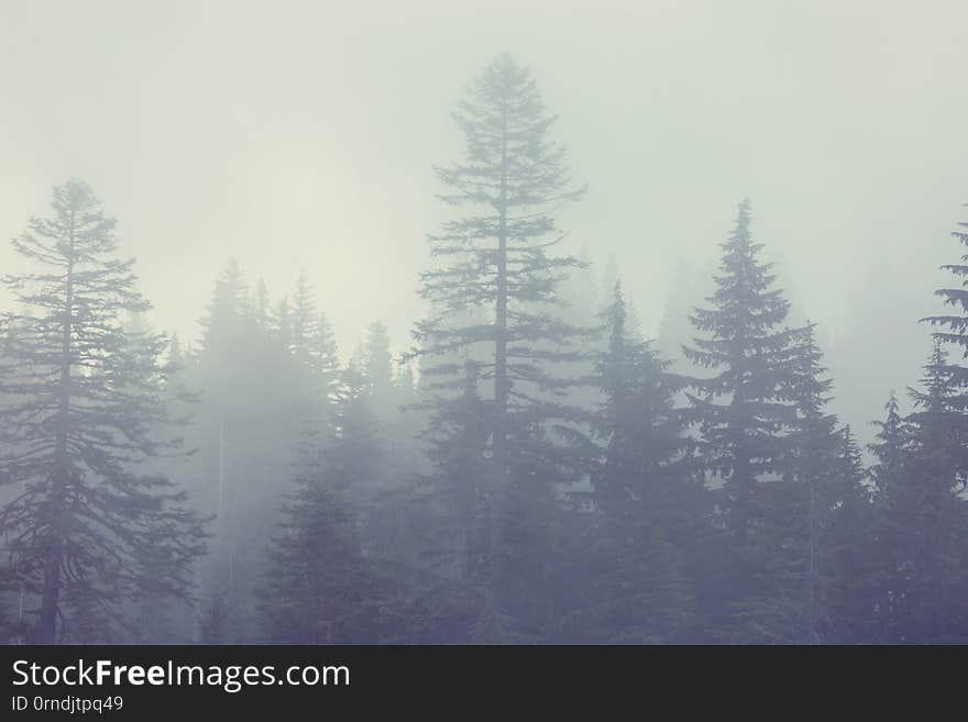 Fog In The Forest