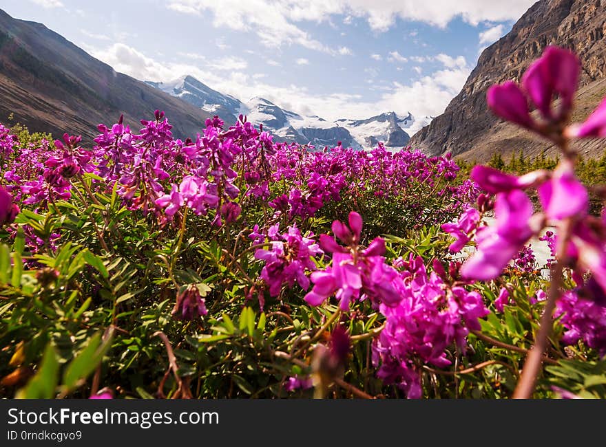 Mountains meadow