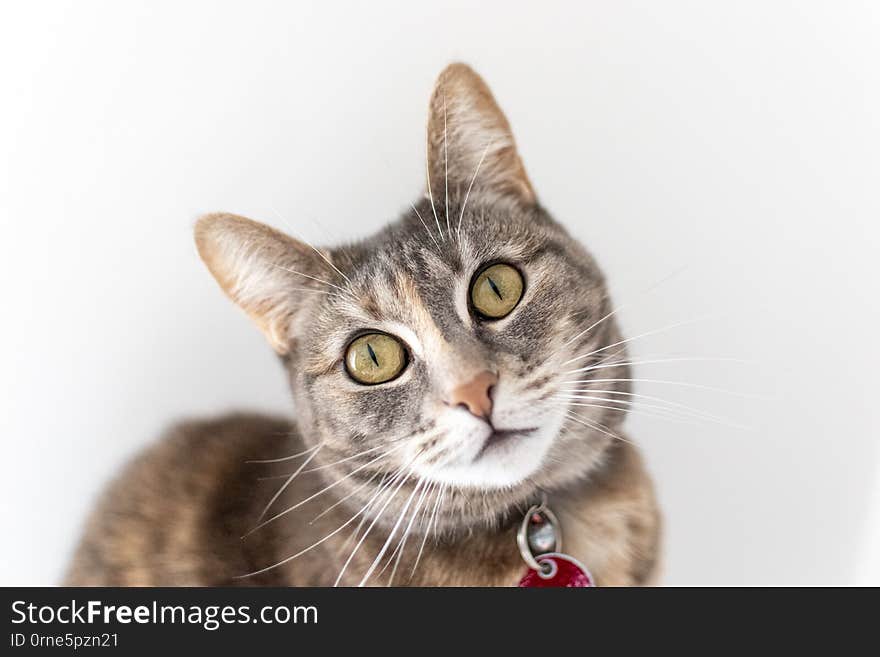 This is Molly my very cute and beautiful tortoiseshell cat, photographed at my home.  She posed for me and looks so innocent. This is Molly my very cute and beautiful tortoiseshell cat, photographed at my home.  She posed for me and looks so innocent.