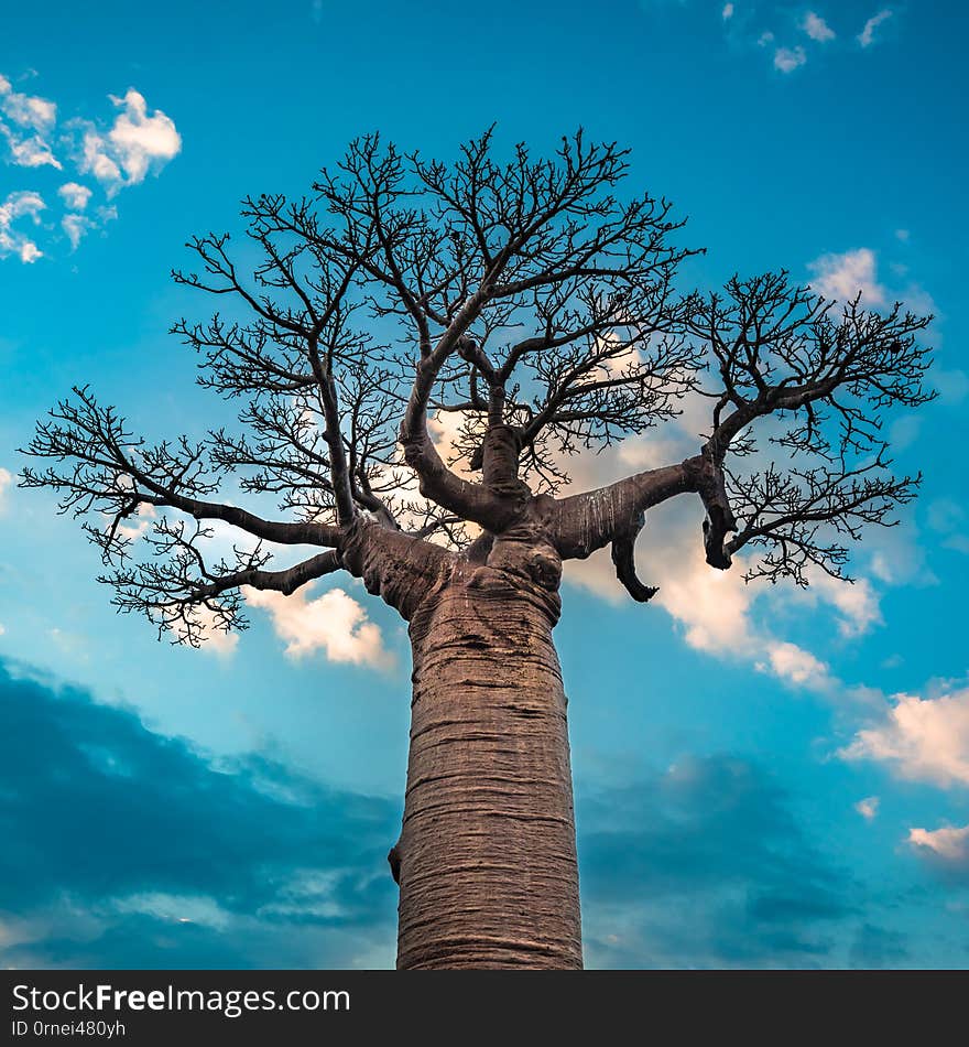 Sunrise over Avenue of the baobabs, Madagascar.