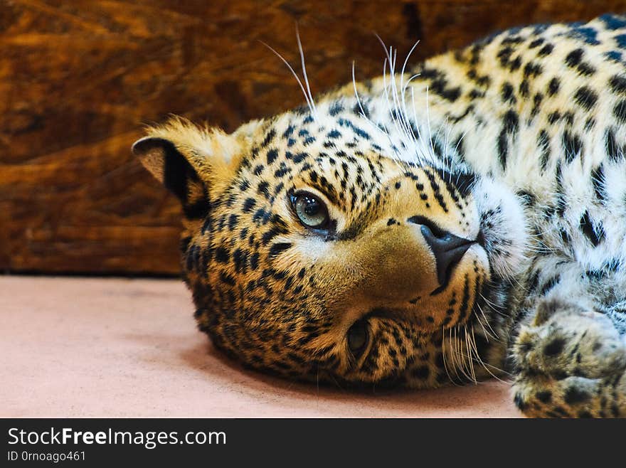 leopard, close-up photo