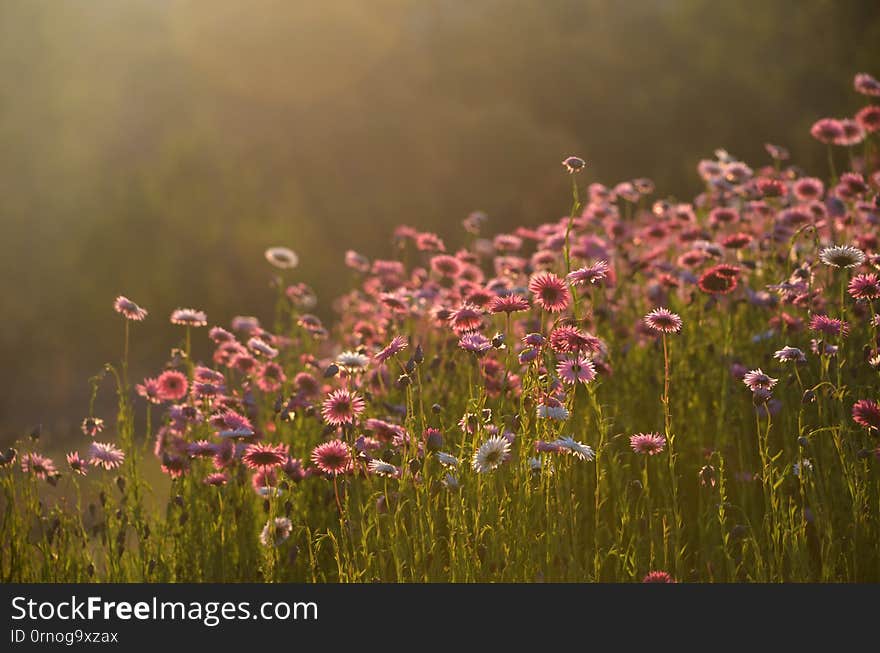 Australian Everlasting Daisy flower meadow in soft golden afternoon light. Also known as strawflowers and paper daisies. Australian Everlasting Daisy flower meadow in soft golden afternoon light. Also known as strawflowers and paper daisies.