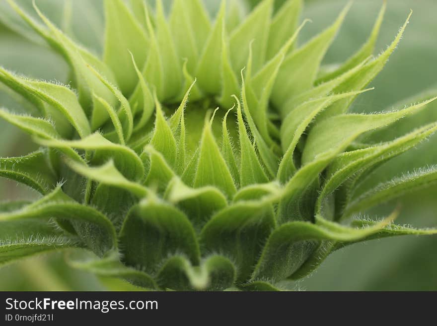 Nature green background. Baby sunflower ready to bloom. Young  sunflower grow. Green flower  details. New hope and life concept