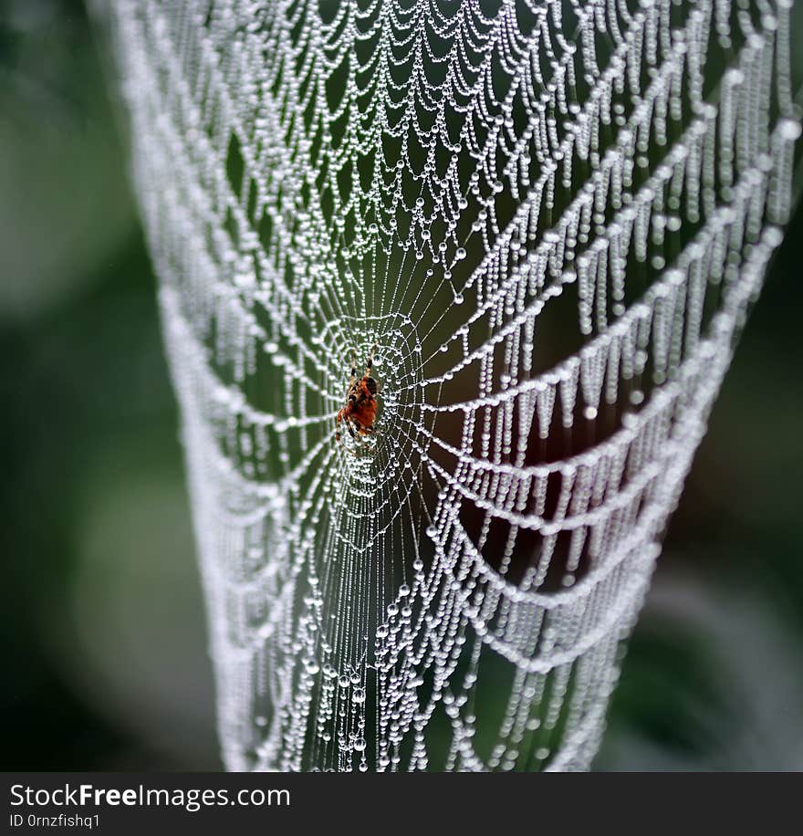 Morning dew on the web