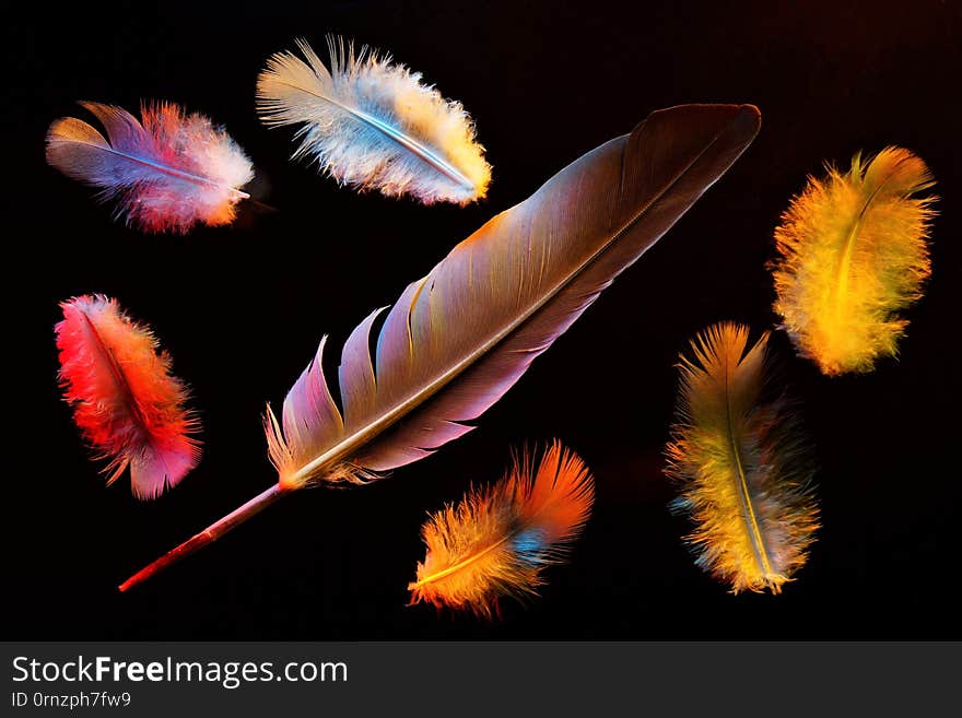 Feather bird rainbow colors on black background, light and airy. The pen is lightweight material, allows birds to fly and keeps warm, used as decoration, writing tool and creative design