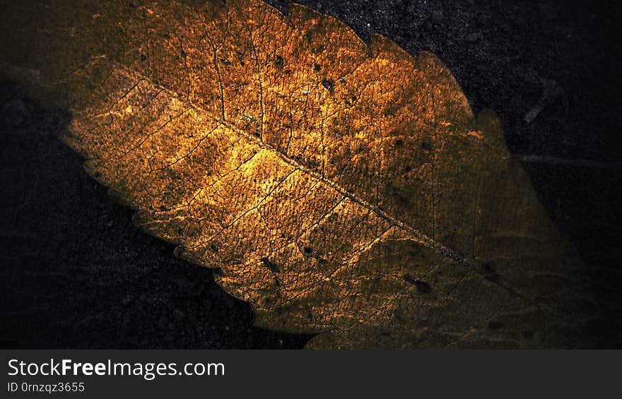 Grunge dry cosmos flower on blurry smooth background, use as abstract background or wallpaper