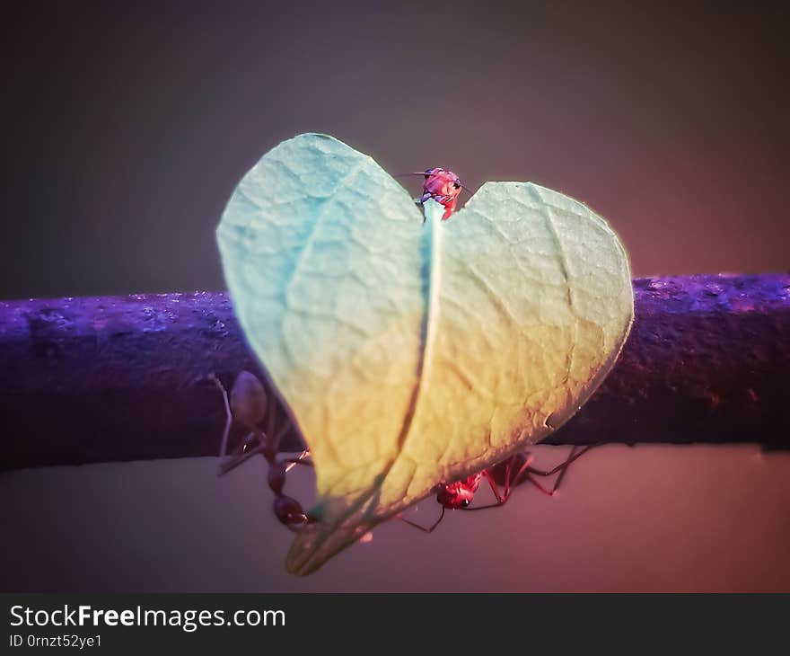 the ant carries a heart-shaped leaf