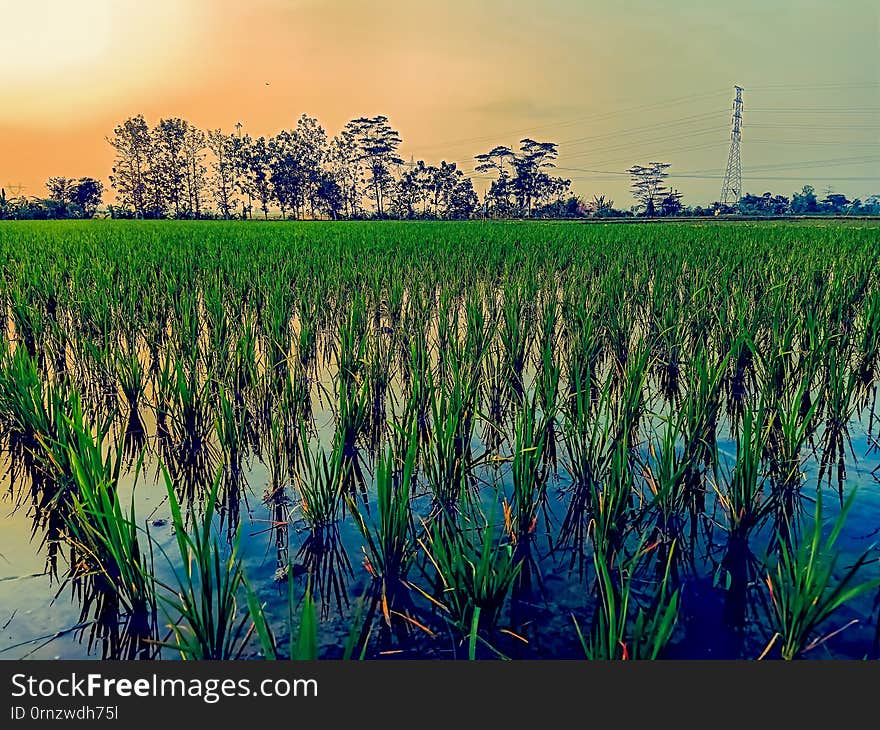 newly planted rice tree