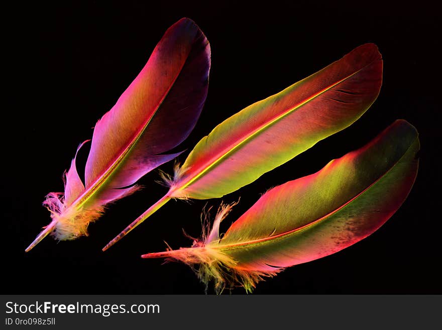 Feather bird rainbow colors on black background, light and airy. The pen is lightweight material, allows birds to fly and keeps warm, used as decoration, writing tool and creative design