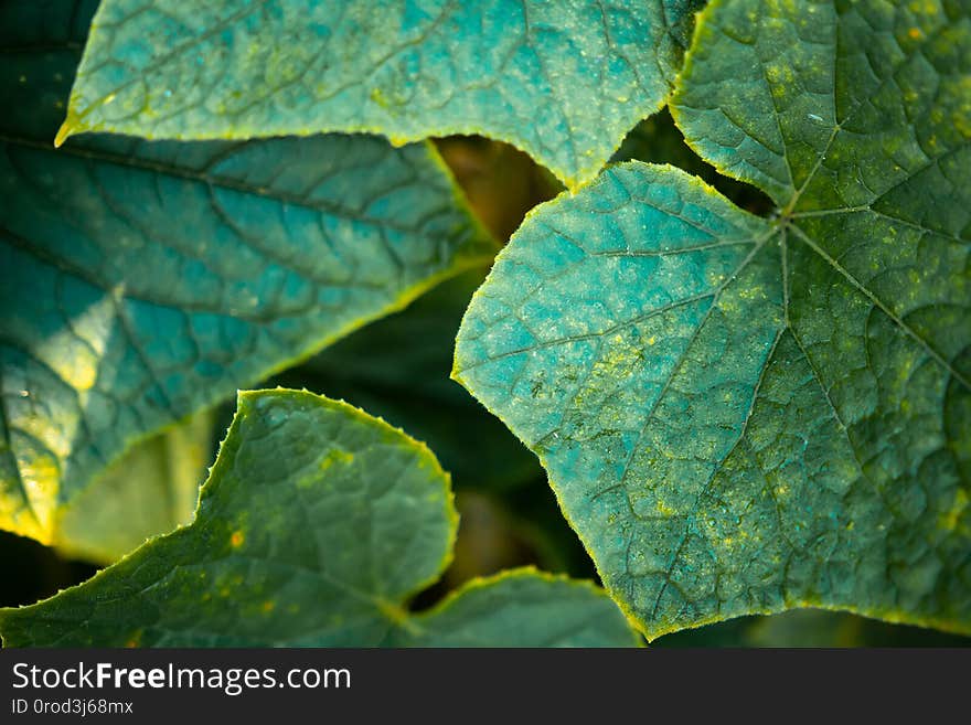 Green leaves layout. Creative nature design background