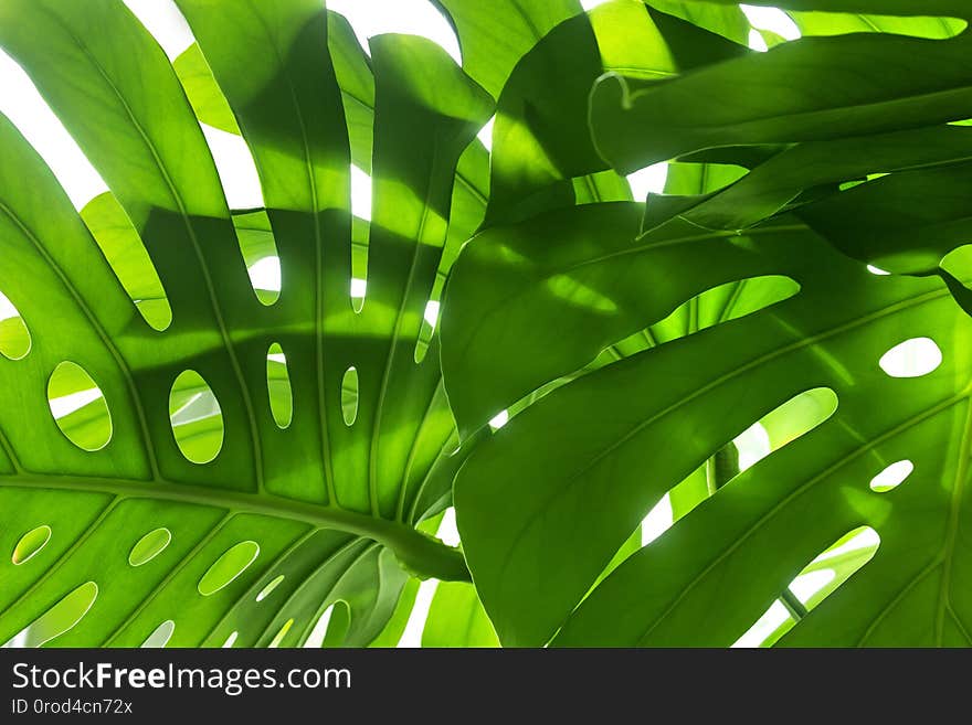 Bright green leaves of exotic plant in sunlight, background