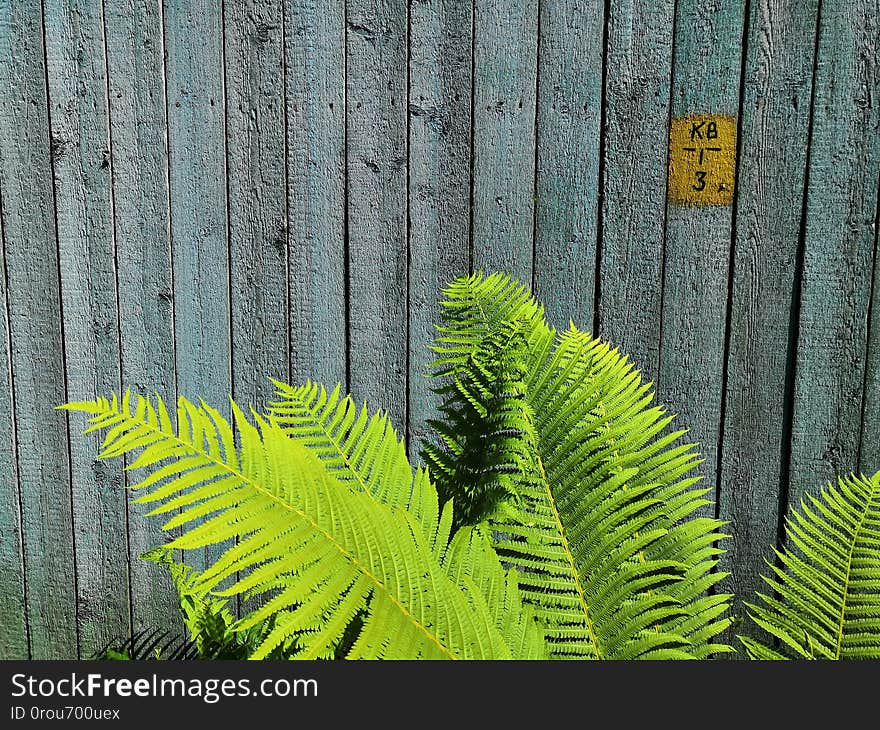 The fresh fern grows on a background of a wooden fence. Close-up of green fern leaves on wooden blue fence background