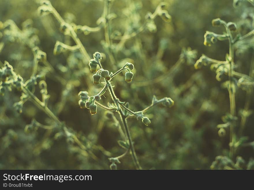 The grass and flower background with sunlight