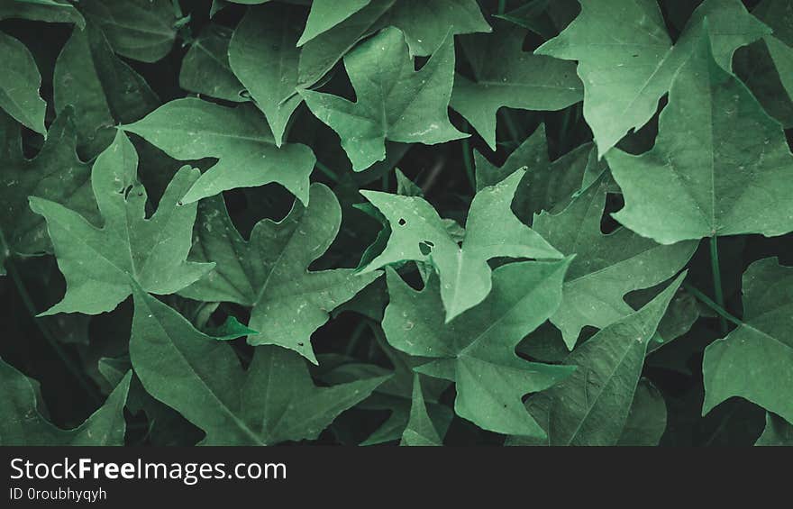 The Green Leaves Nature Wallpaper