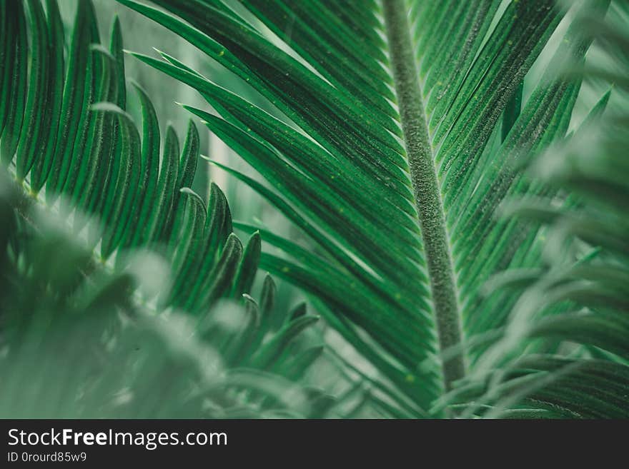 The green leaves nature wallpaper and background