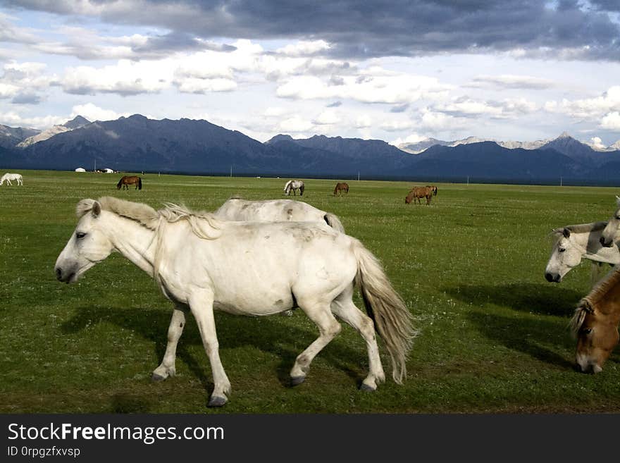 Horses at the Mongolian Steppe. Horses at the Mongolian Steppe