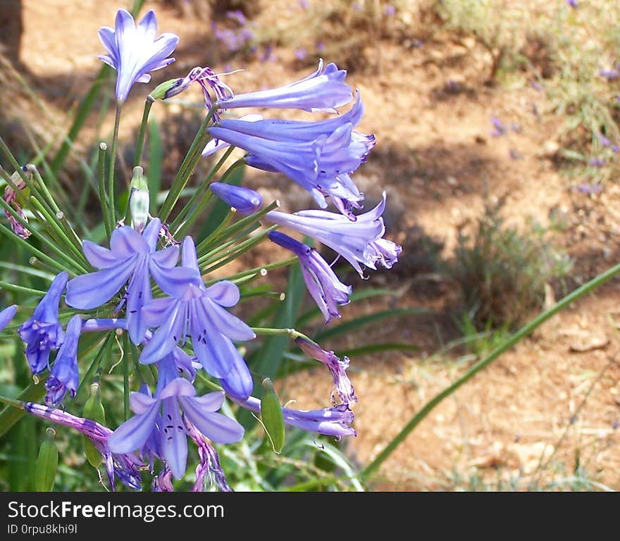 Flowers on Isle St Honorat