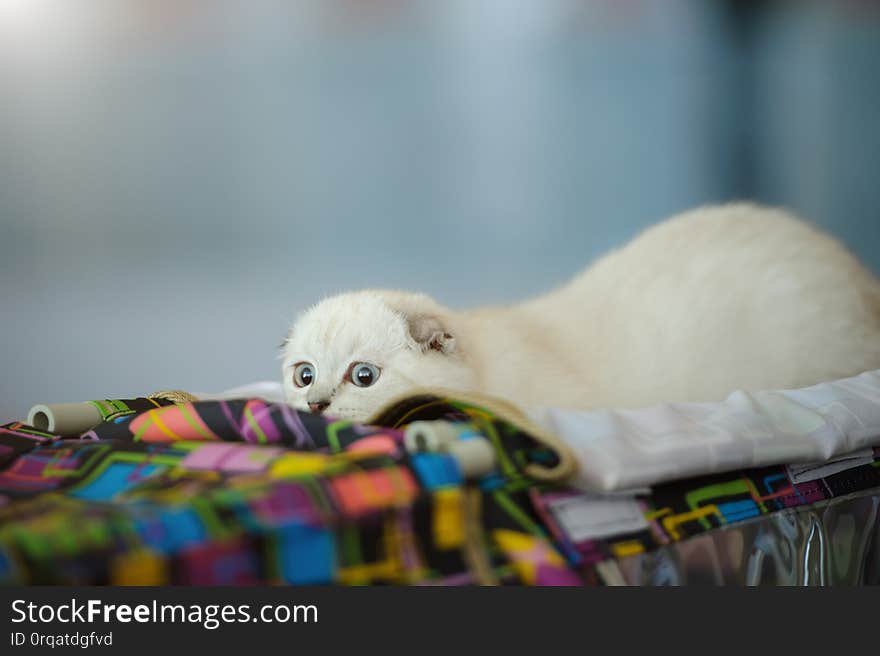 cute cat at home. Blurred background