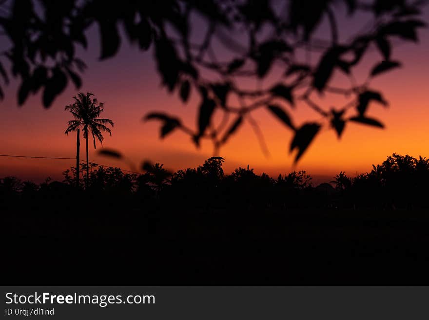 Silhouette of palm trees at tropical sunset on Bali island. Indonesia.