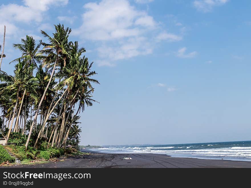 Landscape of black sand beach with beautiful palms. Bali island. Indonesia.