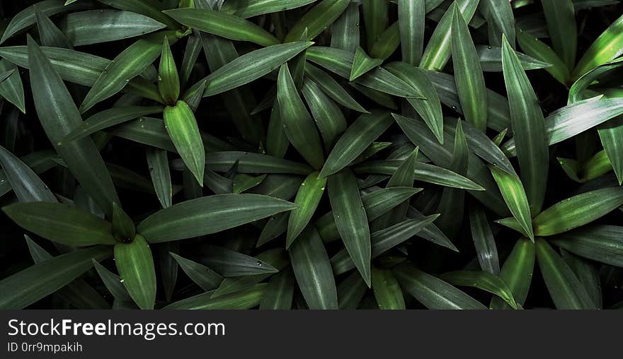 Beautiful natural oyster plant background of tropical green leaves