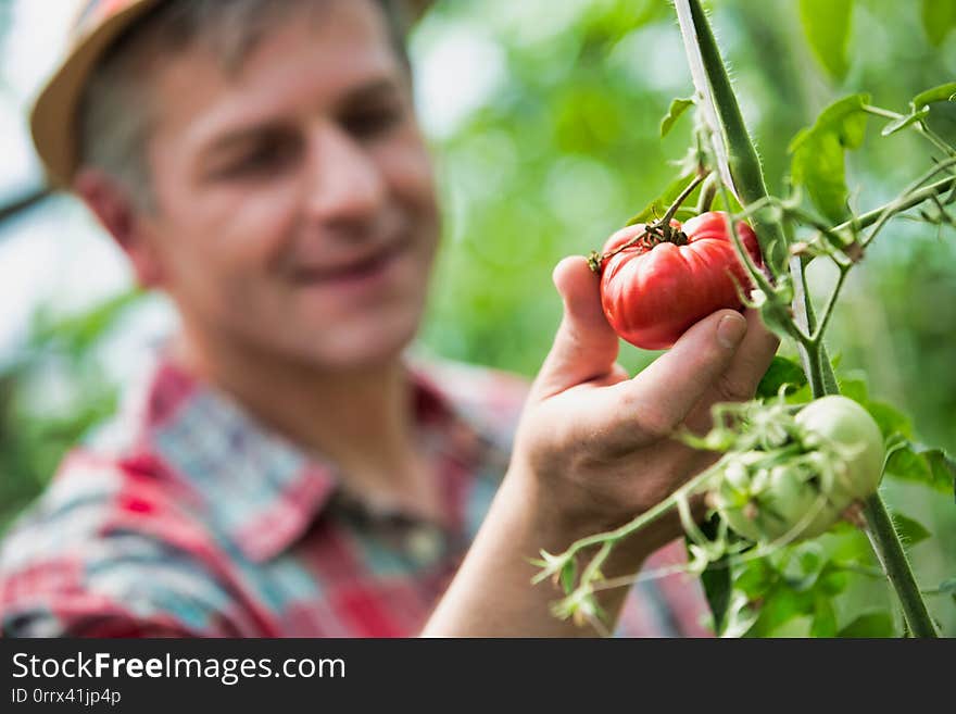 Portrait of Mature farmer examining tomatoes growing in field