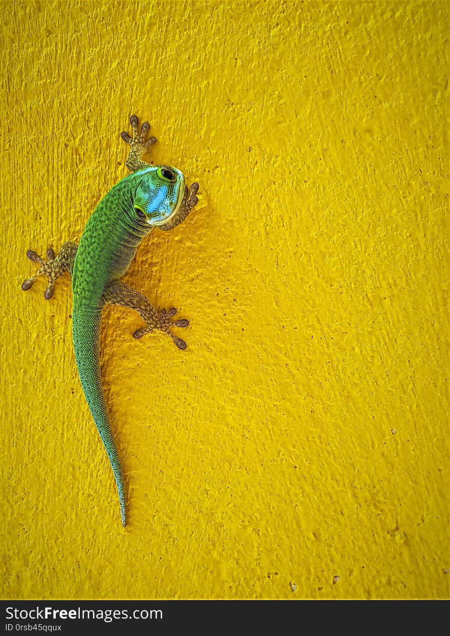 This image shows an endemic green Gecko from La Reunion island. This image shows an endemic green Gecko from La Reunion island