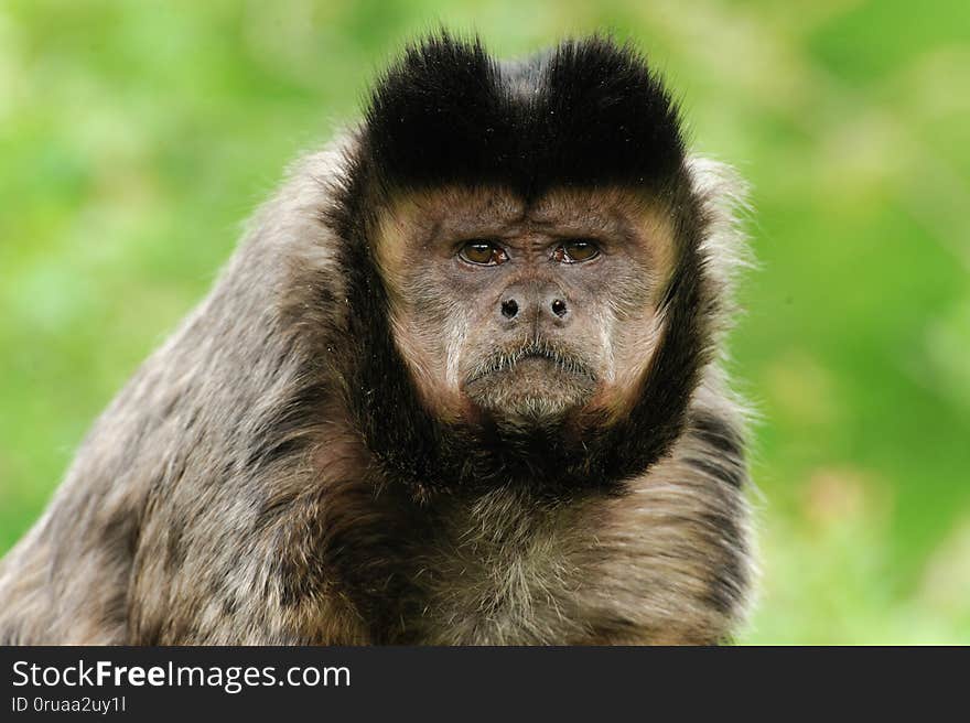 monkey sitting on the bench, animal, wild, primate, forest, nature, cute, wildlife, jungle, green, ape, face, fur, mammal, zoo, mother, expression, small, female, looking, young, outdoor, portrait, simian, exotic, yellow, nose, endangered, park, watching, south, tree, travel, natural, thailand, asian, wood, beauty, macaque, brown, eye, bali, baby, rare, africa, indonesia, malaysia