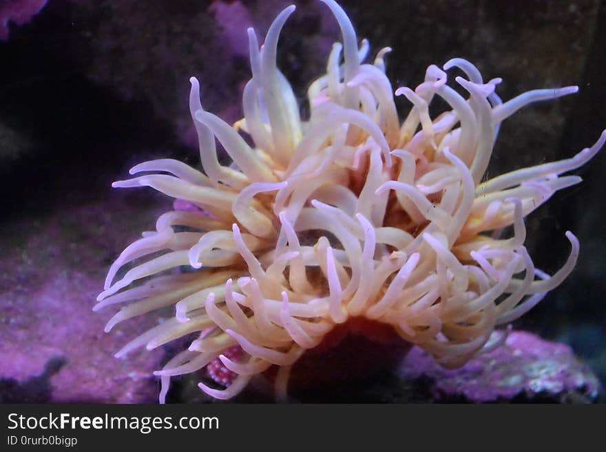 A Sea Anemone in the Water