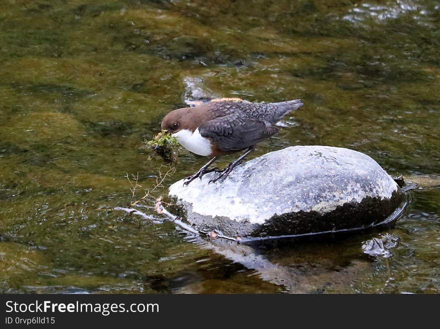 Also known as the European dipper or just dipper. Lots of these seen this week when out walking. This was one of pair collecting nesting material from the River Rothay Between Grasmere and Rydal. YHA Ambleside Easter Holiday 22 - 26 April 2019. Also visited Rydal,Grasmere,Hawkshead, Wray, Claife Heights and Bowness-on-Windermere. Also known as the European dipper or just dipper. Lots of these seen this week when out walking. This was one of pair collecting nesting material from the River Rothay Between Grasmere and Rydal. YHA Ambleside Easter Holiday 22 - 26 April 2019. Also visited Rydal,Grasmere,Hawkshead, Wray, Claife Heights and Bowness-on-Windermere.