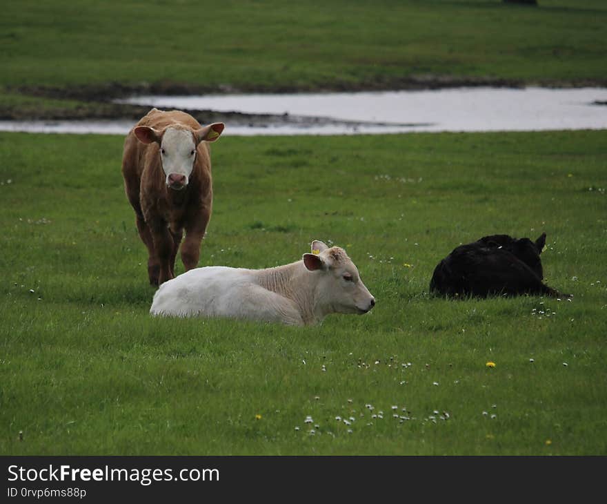 and a little brown bull with a white face and a little black bull. Brook Farm, Elton, Sandbach, Cheshire. 30/04/2017. ...and a little brown bull with a white face and a little black bull. Brook Farm, Elton, Sandbach, Cheshire. 30/04/2017