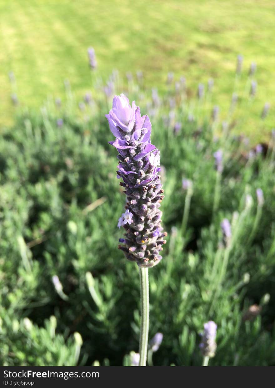 Purple Lavender fields close-up in the garden