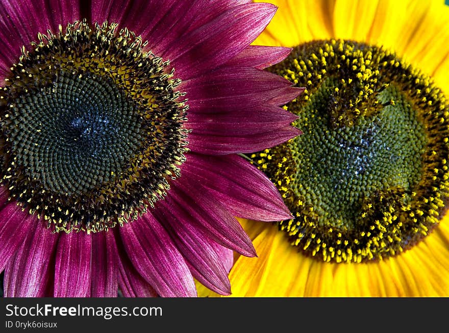 Close-up View of Beautiful Red and Yellow Sunflowers Side by Side