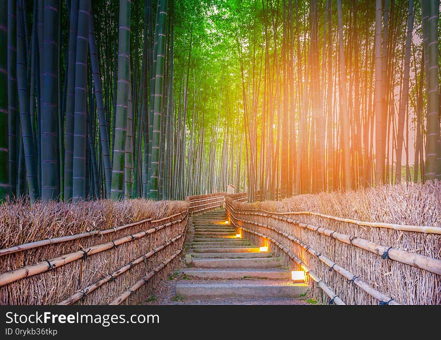 Path to bamboo forest at Arashiyama, Kyoto, Japan