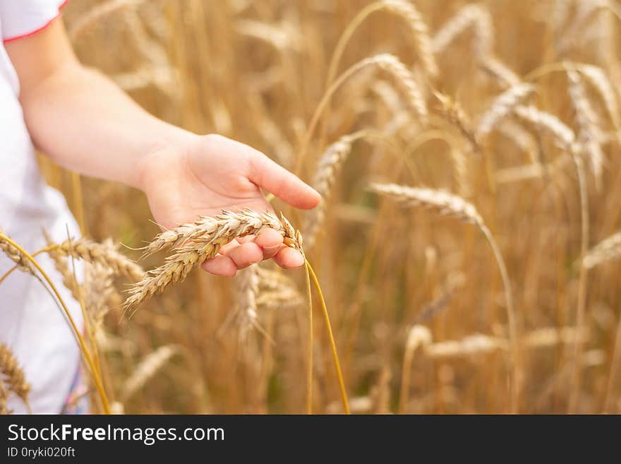 Wheat field. Ears of golden wheat close up. Beautiful Nature Sunset Landscape. Rural Scenery under Shining Sunlight. Background of