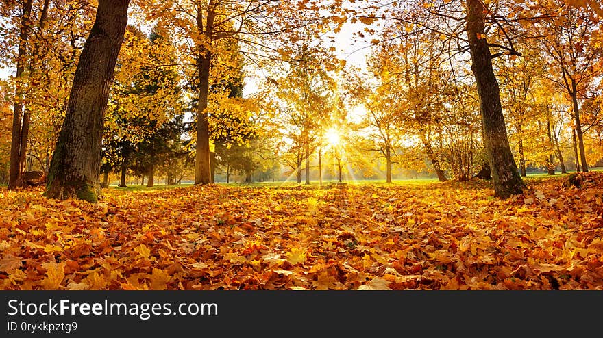 Trees with multicolored leaves in the park. Trees with multicolored leaves in the park