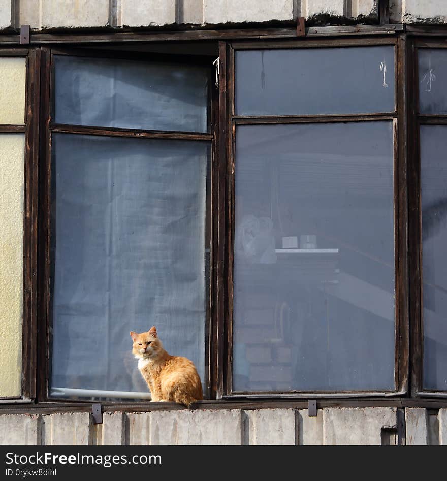 A Cat On The Windowsill