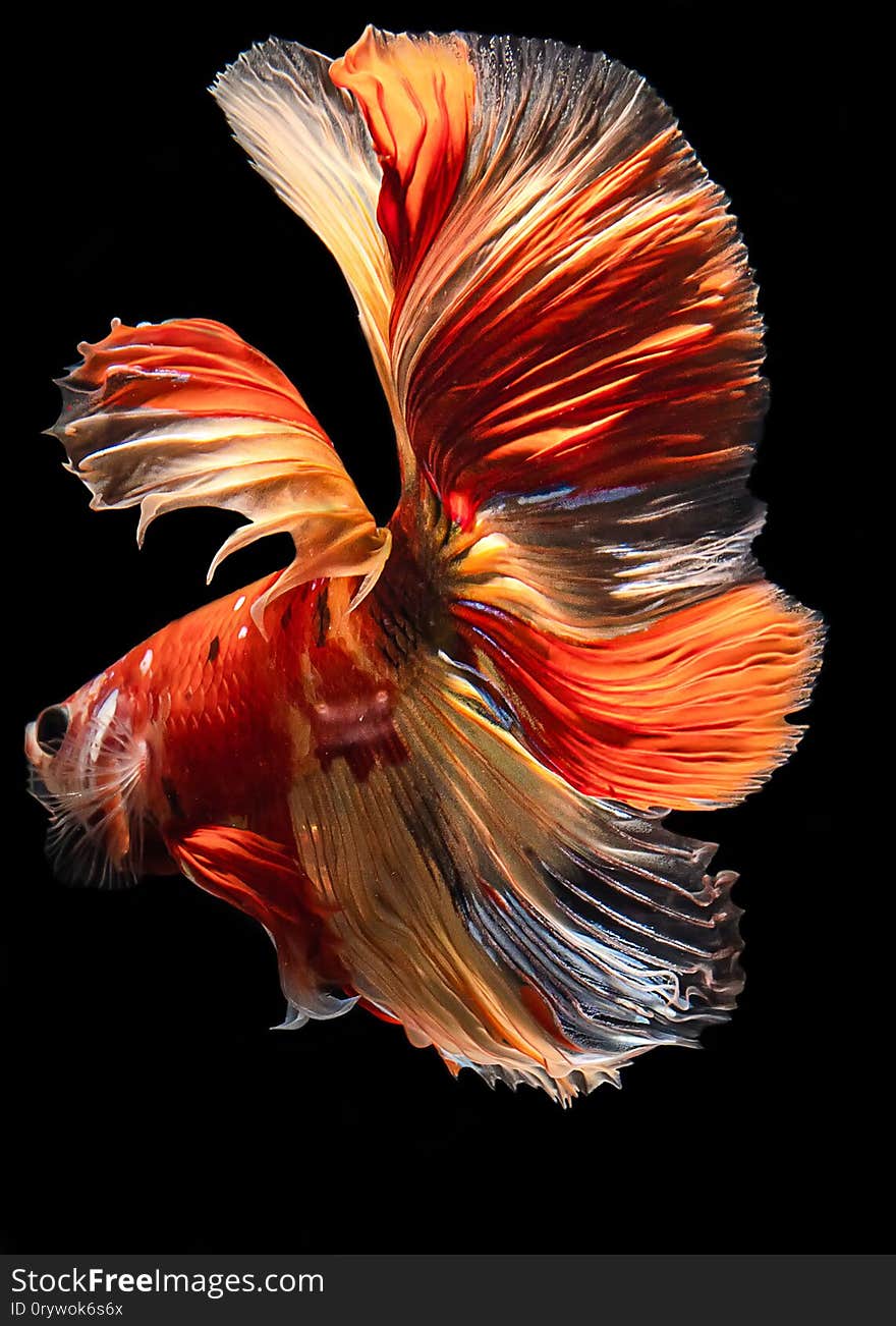 Thailand fired siamese fighting fish