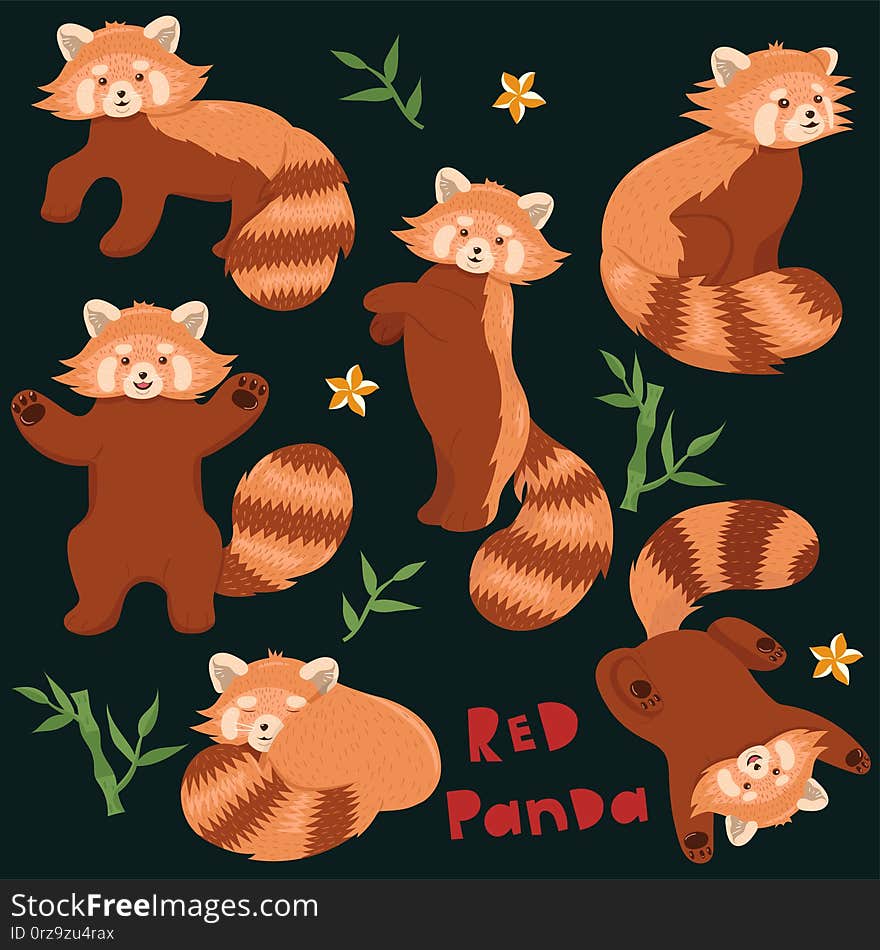 Set of red pandas in different poses. Vector graphics