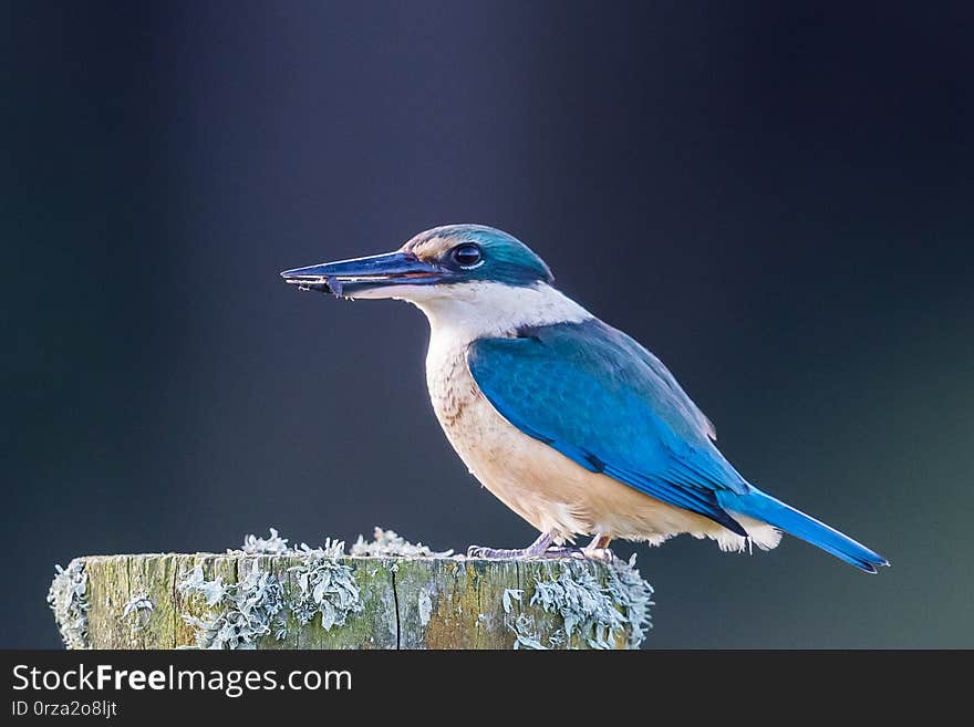 Medium sized kingfisher of open and wood lands with a range of plumage from blue to green. Medium sized kingfisher of open and wood lands with a range of plumage from blue to green.