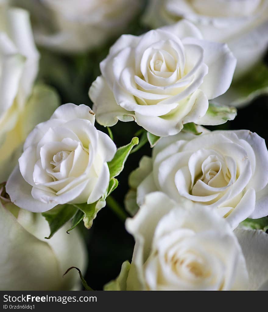 White Roses In Bouquet