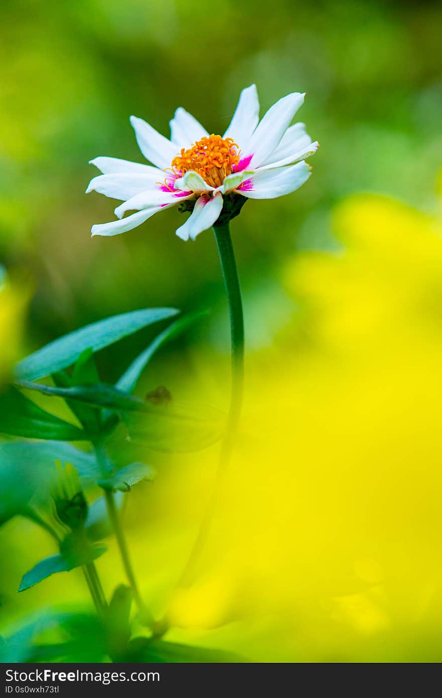 Zinnia Flower With Natural Background