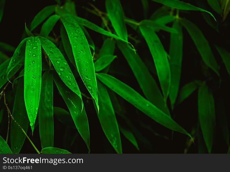 Deep green leaves with raindrops. Natural green background