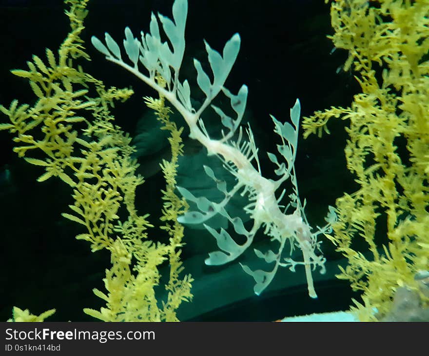 Seahorse, camoflage, green, underwater, rine, marine