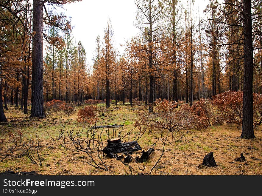 This area was enveloped in B&B forest fire in 2003. This area was enveloped in B&B forest fire in 2003.