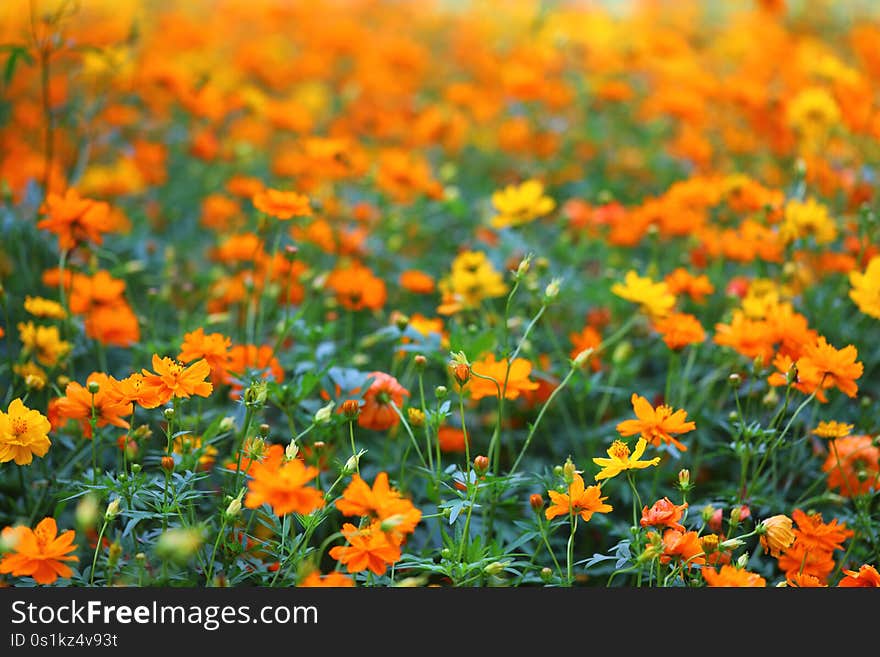 Flowers field in a garden outdoor sunshine day