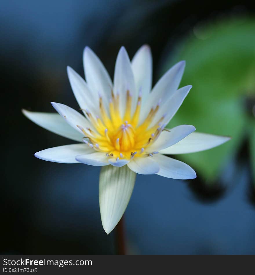 Lotus Blossom In My Garden